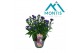 Aster nnovi-belgii grp showmakers blue bayou endless blue 