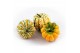 Cucurbita festival 10 (1017) 