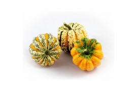 Cucurbita festival 10 (1017)