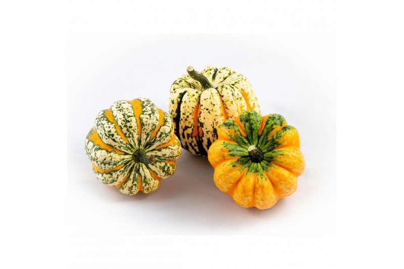 Cucurbita festival 10 (1017) 