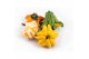Cucurbita Gizmo 12 (1015) 