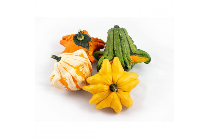 Cucurbita Gizmo 12 (1015) 