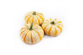 Cucurbita Lil-Pump-ke-mon 12 (1013)