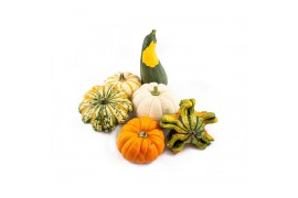 Cucurbita pepo Sierfruit mix 12 (1006)