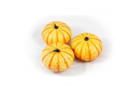 Cucurbita Blaze 6 (1027)