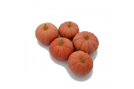 Cucurbita pepo Miss sophie pink 12 (1058)