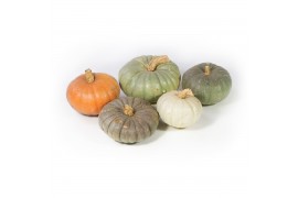 Cucurbita Modern Mix 12 (1034)