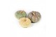 Cucurbita Modern Mix 8 (1033) 