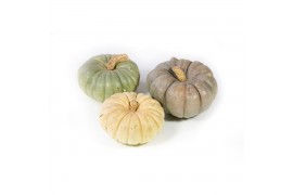 Cucurbita Modern Mix 8 (1033)