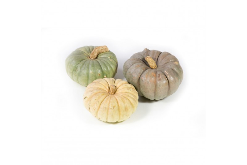 Cucurbita Modern Mix 8 (1033) 