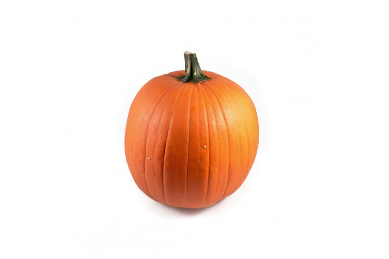 Cucurbita maxima halloween 20-40 oranje 2 (1050) 