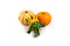 Cucurbita pepo Pompoenmix 6 (1008)