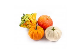 Cucurbita pepo Pompoenmix 8 (1007)