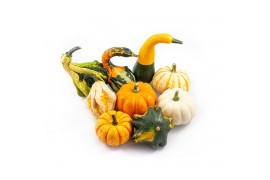 Cucurbita pepo Sierfruit mix 18 (1005)