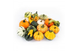Cucurbita pepo Sierfruit mix 30 (1004)