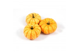 Cucurbita Spark 20 (1025)