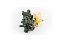 Cucurbita Yougoslavian fingers 4 (1032)