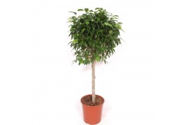 Ficus benjamina op stam