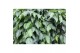 Ficus benjamina op stam 