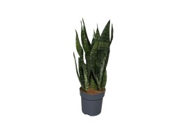Sansevieria zeylanica