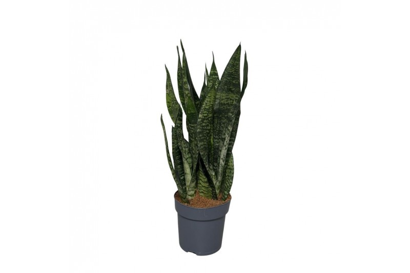 Sansevieria zeylanica 
