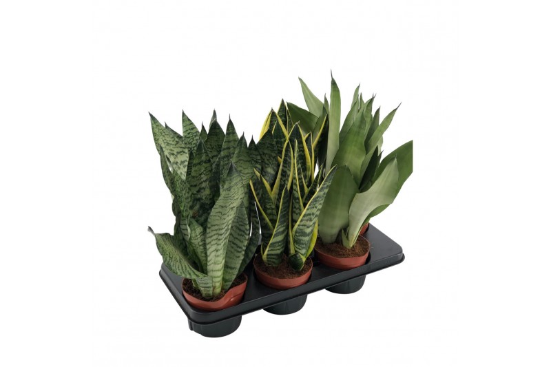 Sansevieria trifasciata mix 3 soorten 