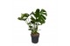 Monstera deliciosa 