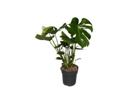 Monstera deliciosa