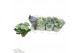 Hydrangea fabolo Blauw 3-5 Bloem 