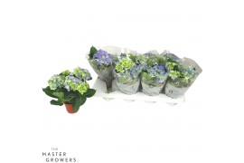 Hydrangea fabolo Blauw 3-5 Bloem