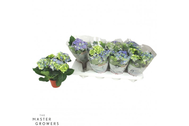 Hydrangea fabolo Blauw 3-5 Bloem 