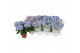 Hydrangea fabolo Blauw 3-5 Bloem 