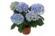 Hydrangea fabolo Blauw 3-5 Bloem 