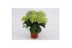 Hydrangea fabolo Blauw 3-5 Bloem 