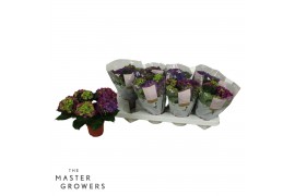 Hydrangea macr. ningbo Ningbo 3-5 Bloem