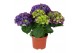 Hydrangea macr. ningbo Ningbo 3-5 Bloem 