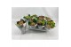 Hydrangea macr. ningbo Ningbo 3-5 Bloem 