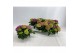 Hydrangea macr. tabletensia Lila 5+ Bloem 