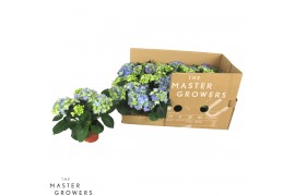 Hydrangea fabolo Blauw 3-5 bloem - Zonder Hoes