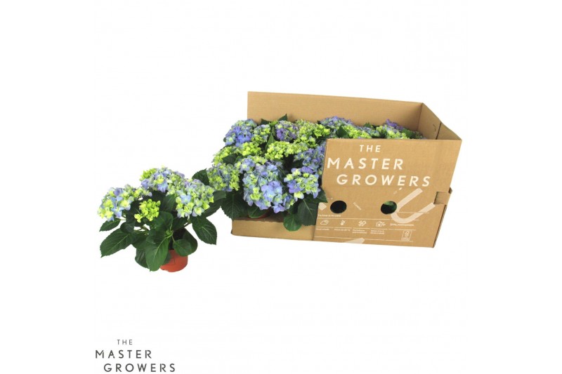 Hydrangea fabolo Blauw 3-5 bloem - Zonder Hoes 