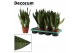 Sansevieria trifasciata super green decorum 