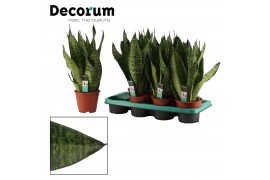 Sansevieria trifasciata super green decorum