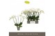 Phalaenopsis wit Theatro Jazz - 5 tak, 24+ bloem 