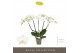Phalaenopsis wit Theatro Jazz - 5 tak, 24+ bloem 