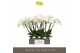 Phalaenopsis wit Theatro Jazz - 5 tak, 24+ bloem 