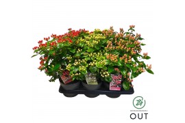 Hypericum Mixtray