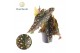 Begonia maculata Begonia rex Salsa 12cm 3 pp 