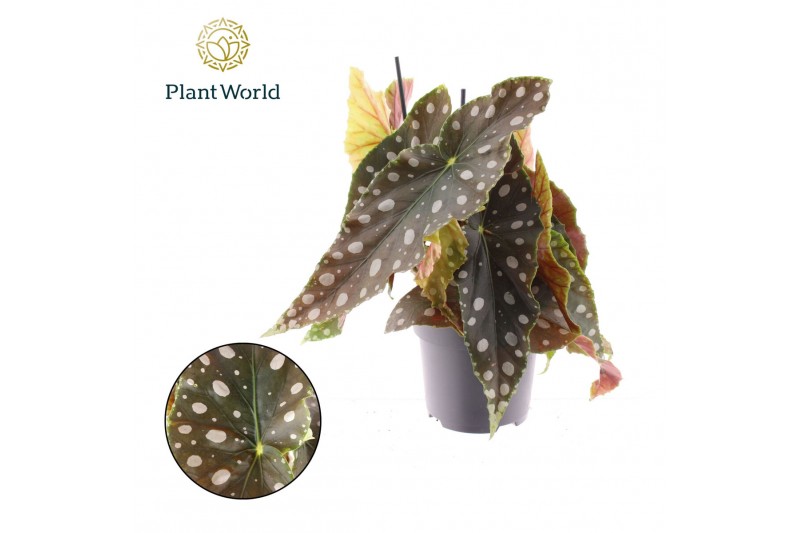Begonia maculata Begonia rex Salsa 12cm 3 pp Begonia maculata Begonia rex Salsa 12cm 3 pp