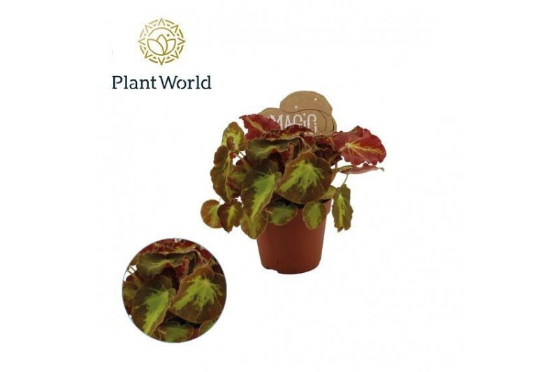 Begonia blad rex magic colours montuno Begonia rex Montuno 8,5cm 3 pp 