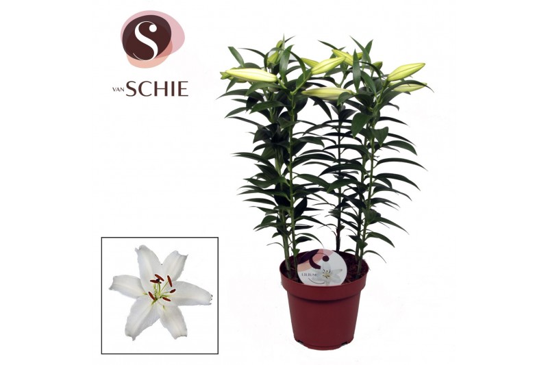 Lilium oriental helvetia wit 